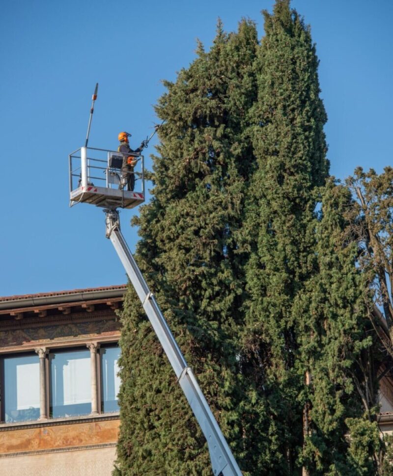 Důvěřujte odborníkům, kteří zajistí bezpečné kácení stromů